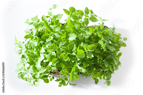 broccoli microgreen shoots isolated on white background