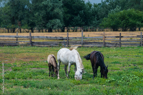Horse family eat on summer field day nature