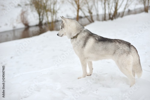 Siberian Husky in snow