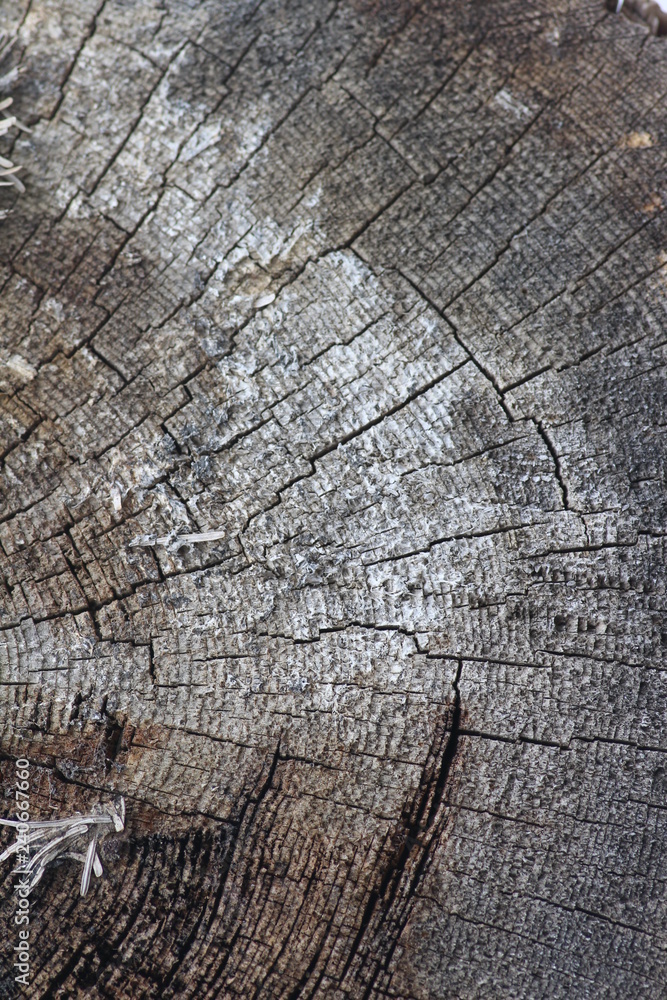 Fototapeta premium old wood texture