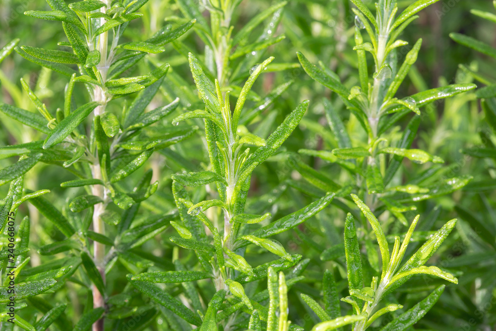 Fresh rosemary. Background of dew drops on rosemary herb.  Wallpaper herb outdoor. Rosmarinus officinalis