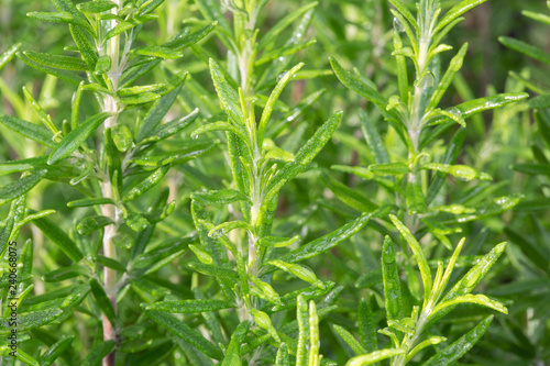 Fresh rosemary. Background of dew drops on rosemary herb. Wallpaper herb outdoor. Rosmarinus officinalis