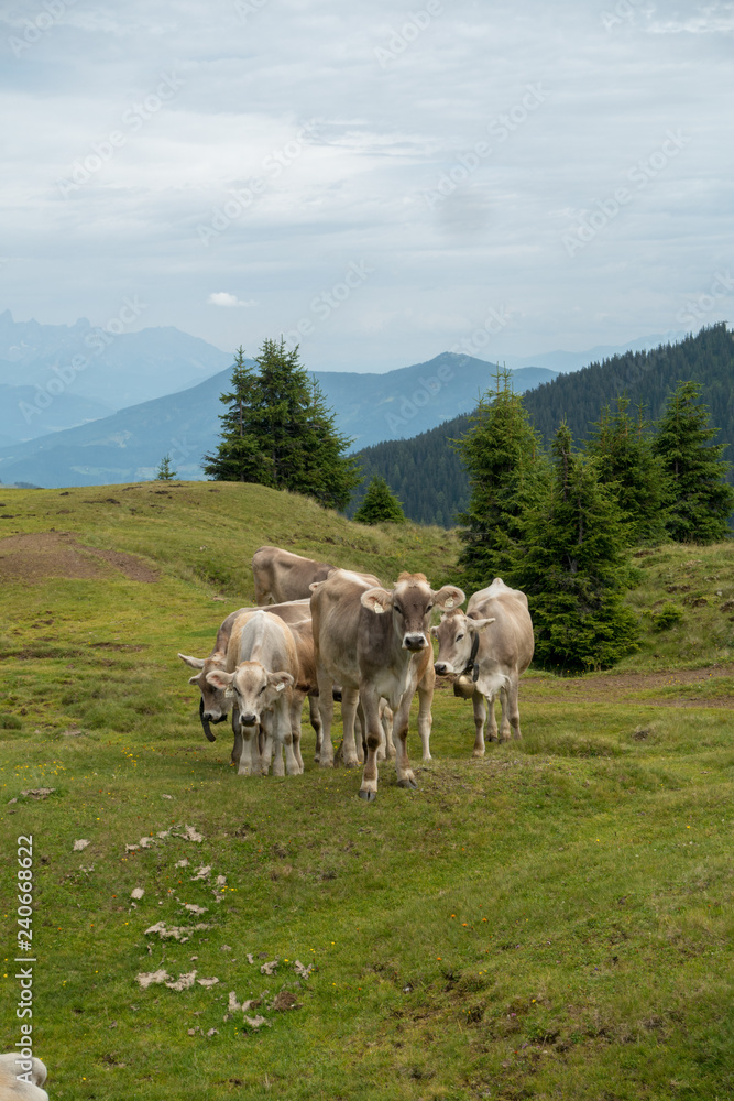 Kühe in den Bergen Kühe in den Bergen