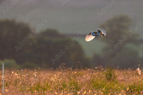 Flying Wild Barn Owl hunting at sunset time in nice light in the natural habitat in Yorkshire Dales, UK