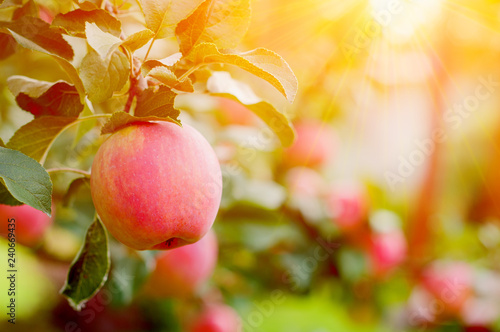 Fototapeta Pink Ripe Apples In The Garden With Bright Sun