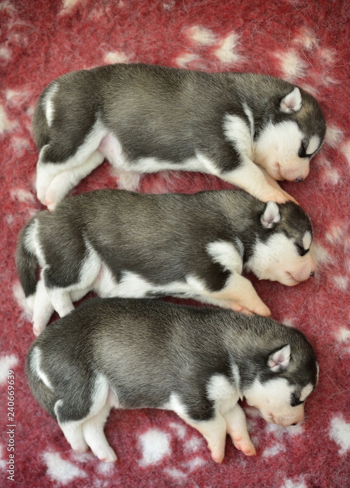 Black Siberian Husky Pups trio Black Siberian Husky Pups trio