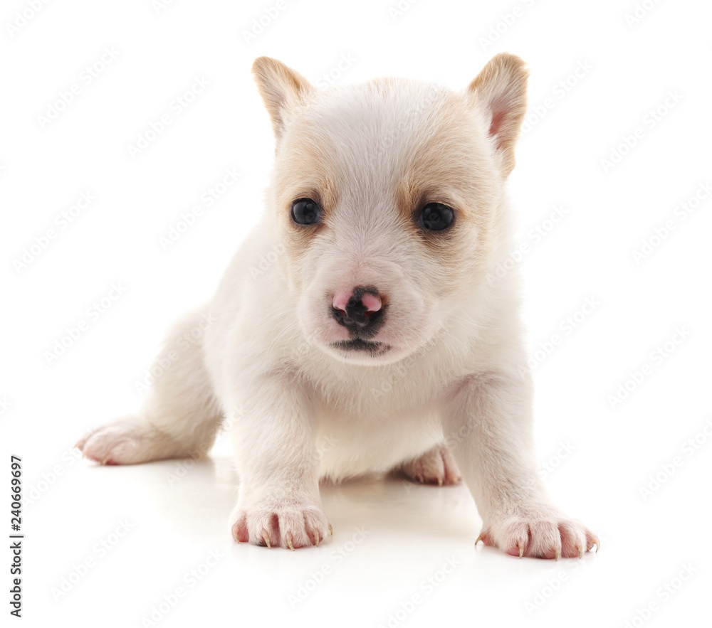 White nice puppy.