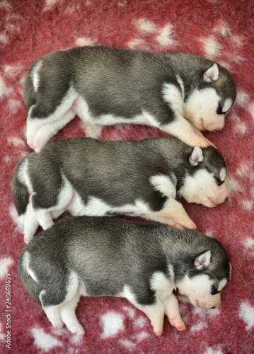 Black Siberian Husky Pups trio