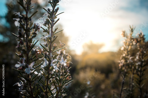 Close-up of wild rosemary flowers glowing in warm sunset light.
