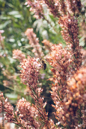 Close-up of a bee collecting nectar from pink wildflowers in a sunny meadow.