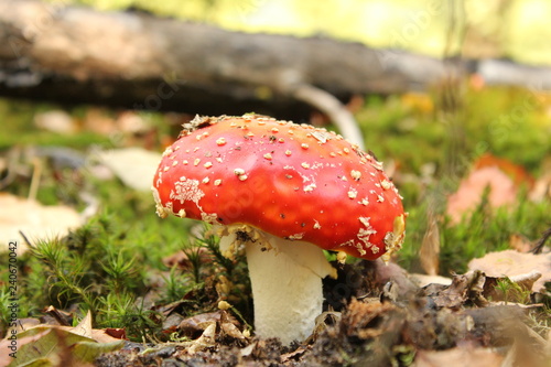 a beautiful little red fly agaric closeup in the forest