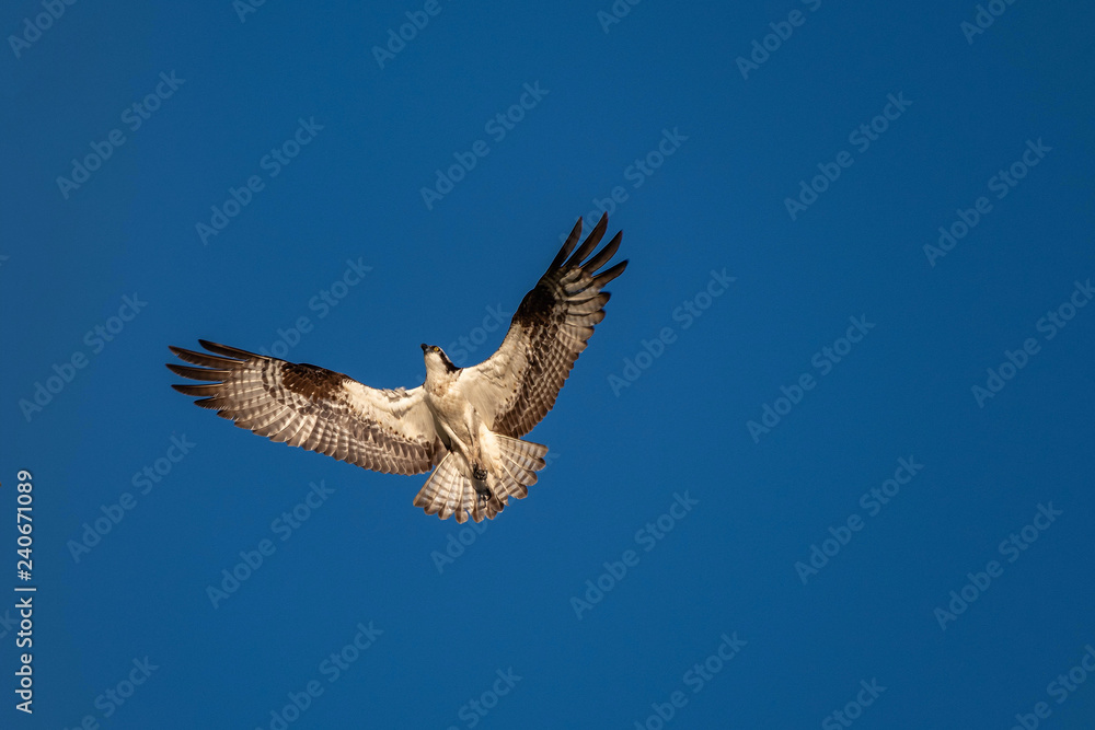 Fototapeta premium Osprey Flying