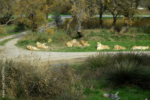 Fototapeta Naklejka Na Ścianę i Meble -  Groupe de lions au repos