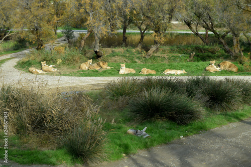 Fototapeta Naklejka Na Ścianę i Meble -  Groupe de lions au repos