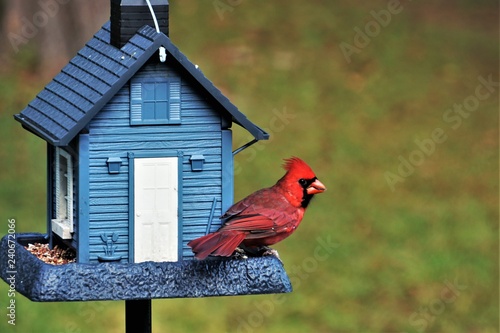 A single male cardinal bird is perching on the beautiful blue feeder enjoy eating and watching  on soft focus garden background, Autumn in Georgia USA.