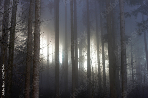 Dark forest with sun shining through the fog.
