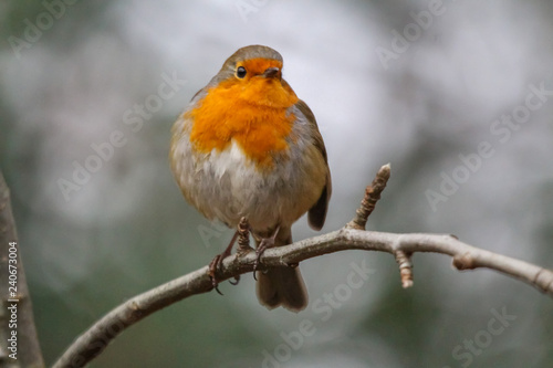 british robin