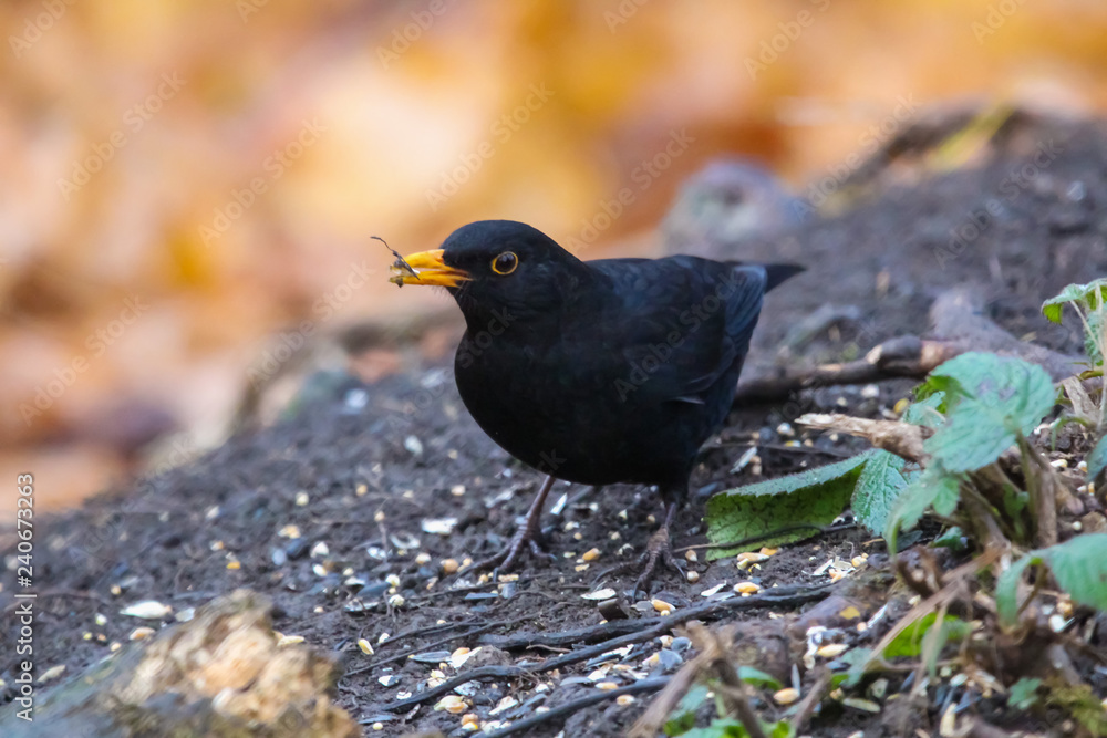 blackbird blackbird