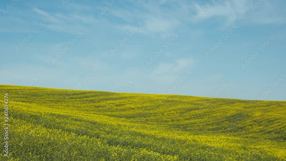 Blooming Rapeseed Field.