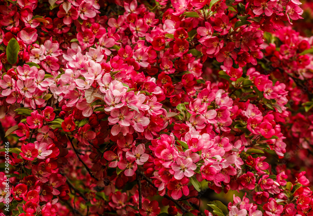 Obraz premium Tree Blossoms and Flowers