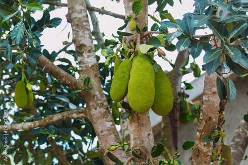 Jackfruit in Uganda, Africa