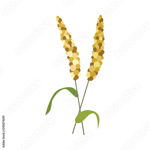 Ears of millet on stem with green leaves in flat style - vector illustration of yellow and brown ripe cereal spikes isolated on white background. Grain plant for fodder or human food.
