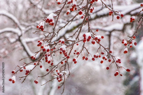 Red Winter Berries on Trees