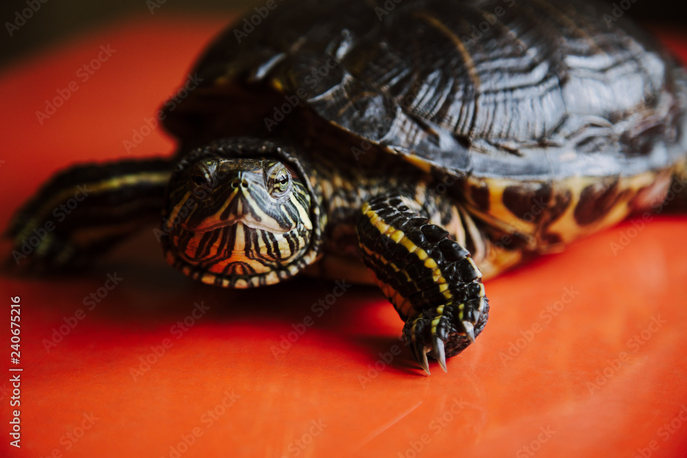 Obraz premium turtle on the red table