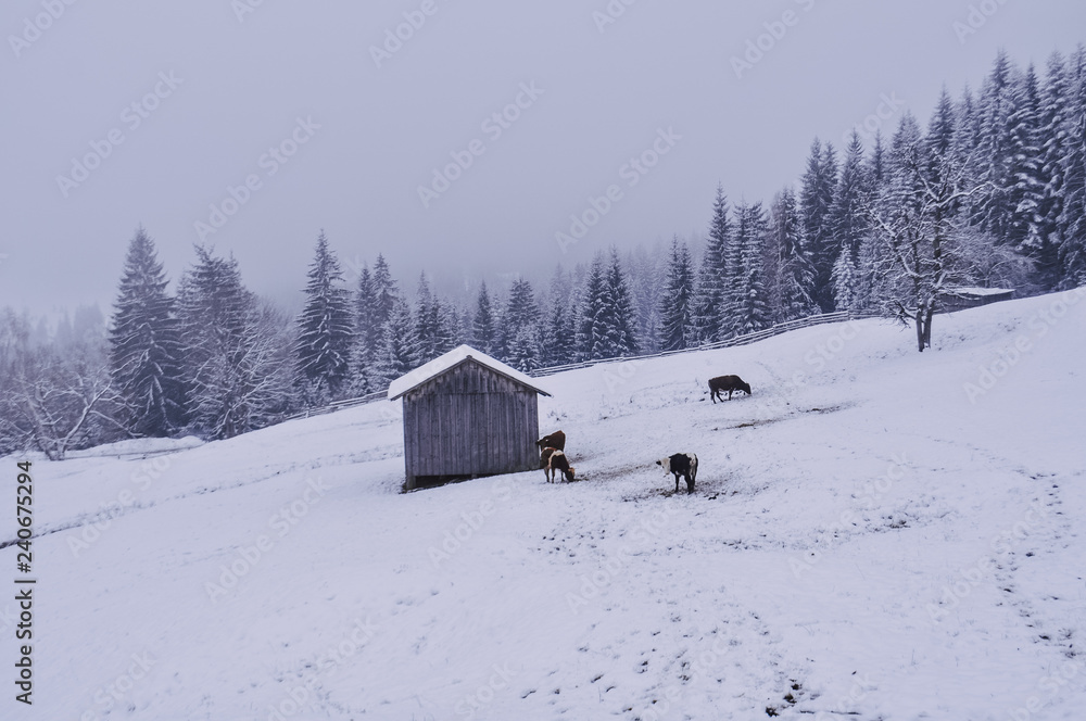 Carpathian winter landscape