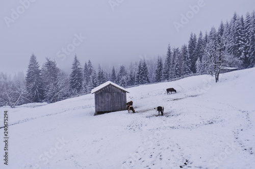 Carpathian winter landscape © Mykhailo