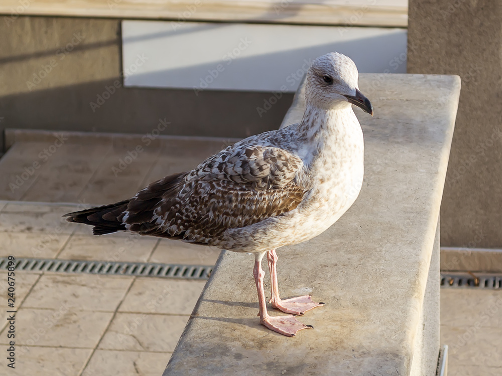 Obraz premium Young gray sea gull on a stone parapet in a city. Gulls of this species will change their motley plumage for a white one after first four years of life