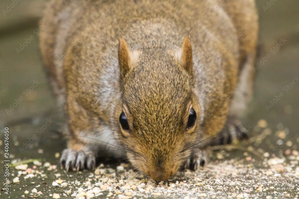 grey squirrel grey squirrel