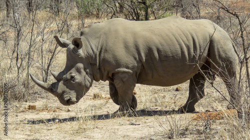 Male Rhinoceros walking 