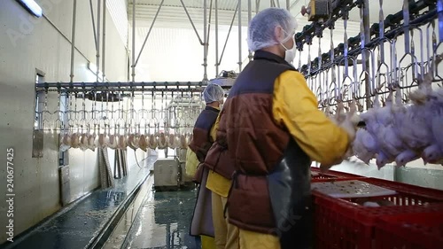 Стоковое видео  Chicken processing line at poultry farm. Chicken meat production line. . Food industry.