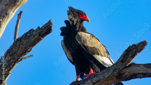Beautiful Bateleur eagle perched on a tree branch against a blue sky photo