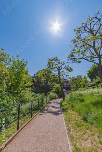 Walking path with nature