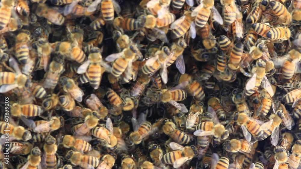 Bee's colony Close shot of beehive making honey Bee's colony Close shot of beehive making honey