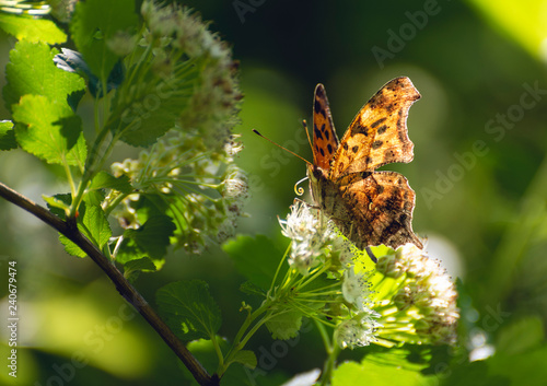 Canvas Print question mark butterfly on white flowers of a ninebark bush