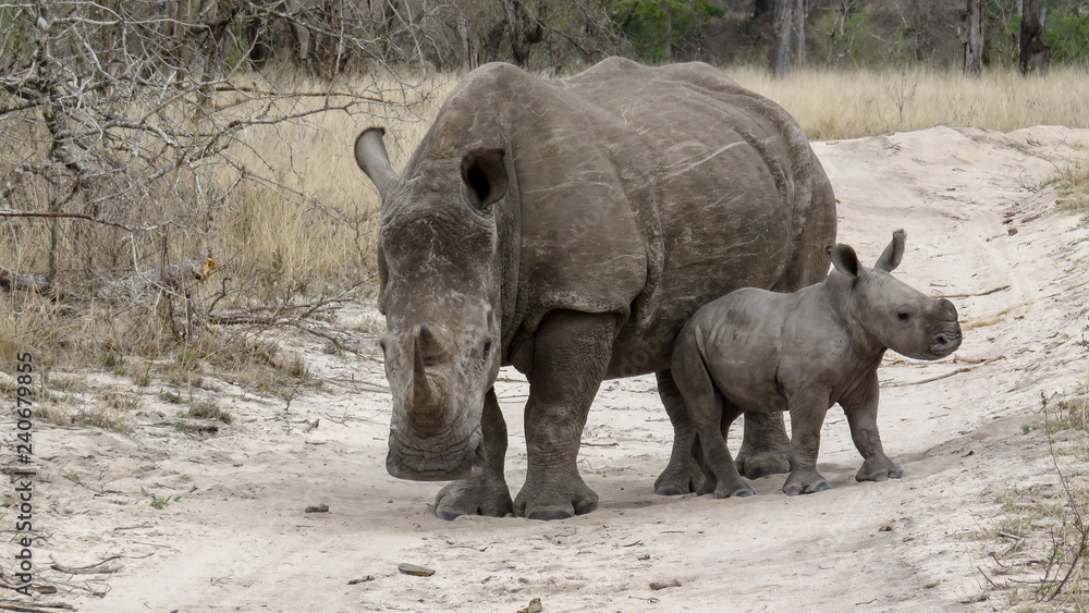Naklejka premium How cute is a baby rhinoceros and it's mom?