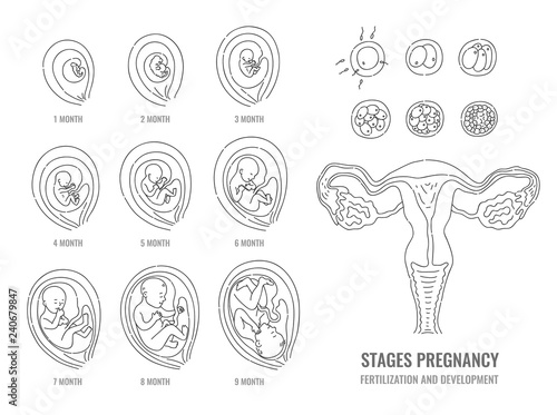 Pregnancy stages with process of fertilization and development of embryo in line hand drawn style isolated on white background - vector illustration of mitosis and fetal growth cycle.
