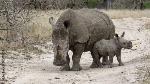 How cute is a baby rhinoceros and it s mom 
