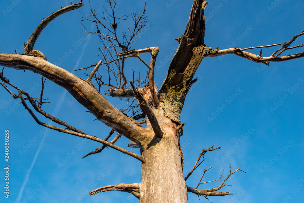 Abgestorbener Baum Abgestorbener Baum