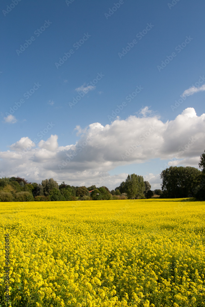 Obraz premium blühender Gelbsenf
