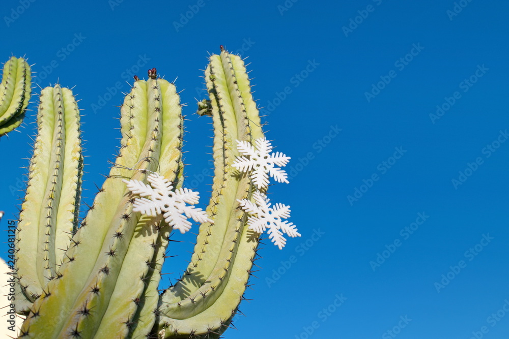 Naklejka premium Green cactus with Christmas decorations against a clean blue sky