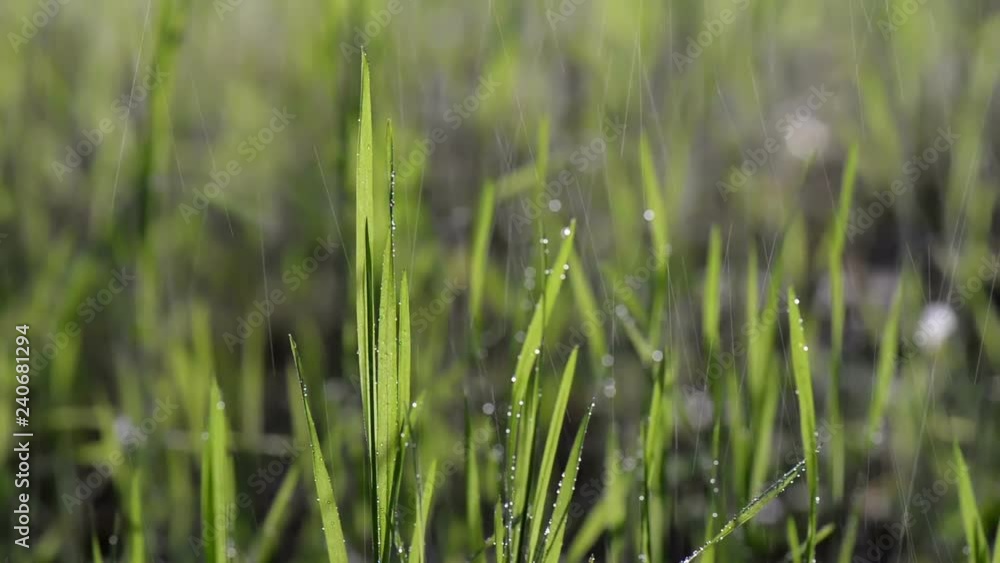 Wet green grass in the rain moving with wind in the forest. Summer time, sunny day. Wet green grass in the rain moving with wind in the forest. Summer time, sunny day.