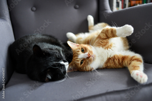 Two cats cuddling together on a chair at home. photo