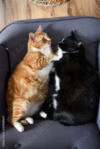 Fototapeta Naklejka Na Ścianę i Meble -  Two cats cuddling together on a chair at home.