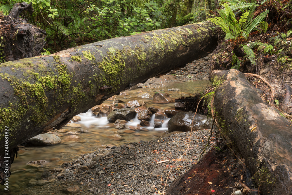 A log fallen across a small stream on the Holdsworth Lookout Track hiking trail in the Tararua Forest Park, Wairarapa, New Zealand. A log fallen across a small stream on the Holdsworth Lookout Track hiking trail in the Tararua Forest Park, Wairarapa, New Zealand.
