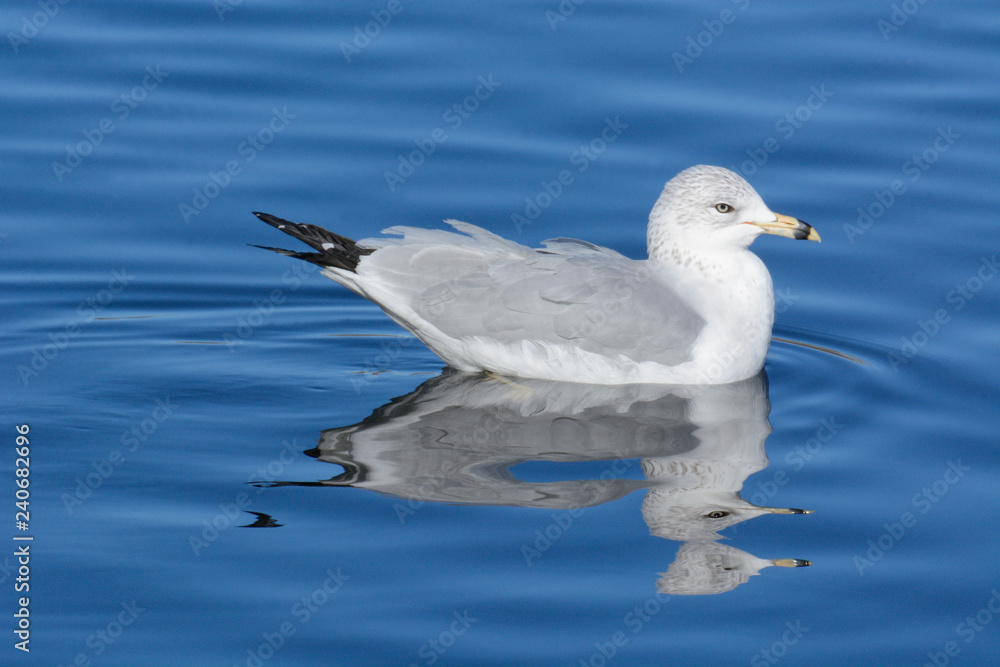 Ring billed gull bird or larus delawarensis swimming in blue lake with reflection Ring billed gull bird or larus delawarensis swimming in blue lake with reflection