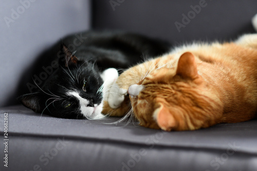 Fototapeta Naklejka Na Ścianę i Meble -  Two cats cuddling together on a chair at home.